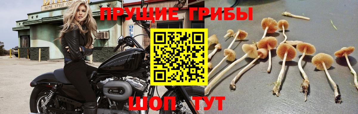 Псилоцибиновые грибы GOLDEN TEACHER Сургут